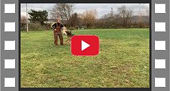 Meilo de Louis IGP2(3) Protection Training videomale German Shepherd