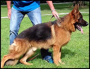 Meilo de Louis IGP2(3) - Trained Protection Male for sale at Fleischerheim German Shepherds