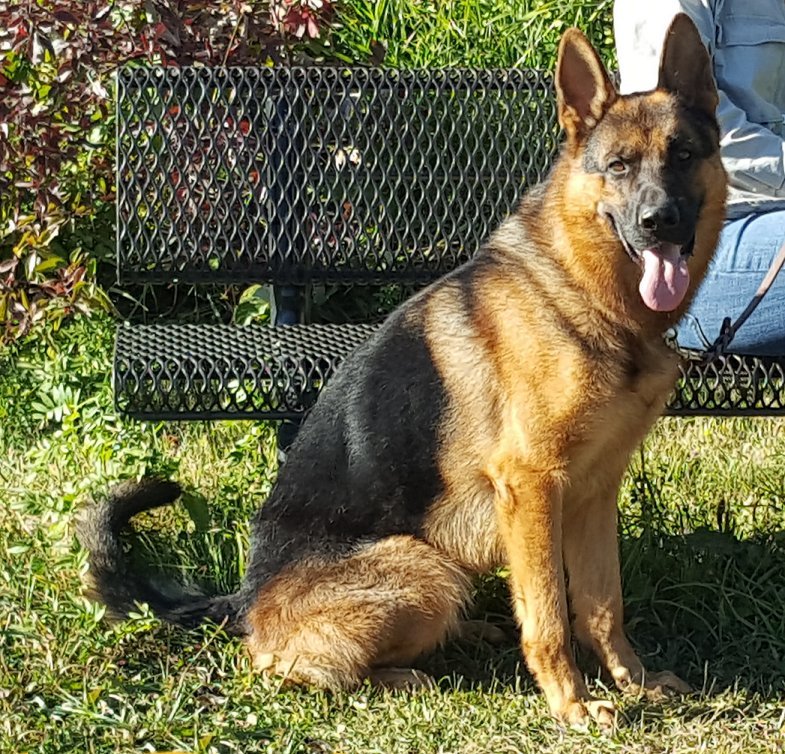 Rio von den Klosterspatzen IGP1 - Trained Protection GSDs Imported from Germany Idaho Oregon Montana Washington State