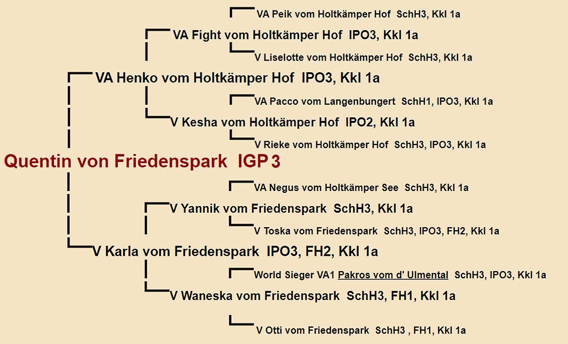 Pedigree of Quentin von Friedenspark IGP3 | Fleischerheim Imported Trained Protection German Shepherd Male Guard Dogs for sale
