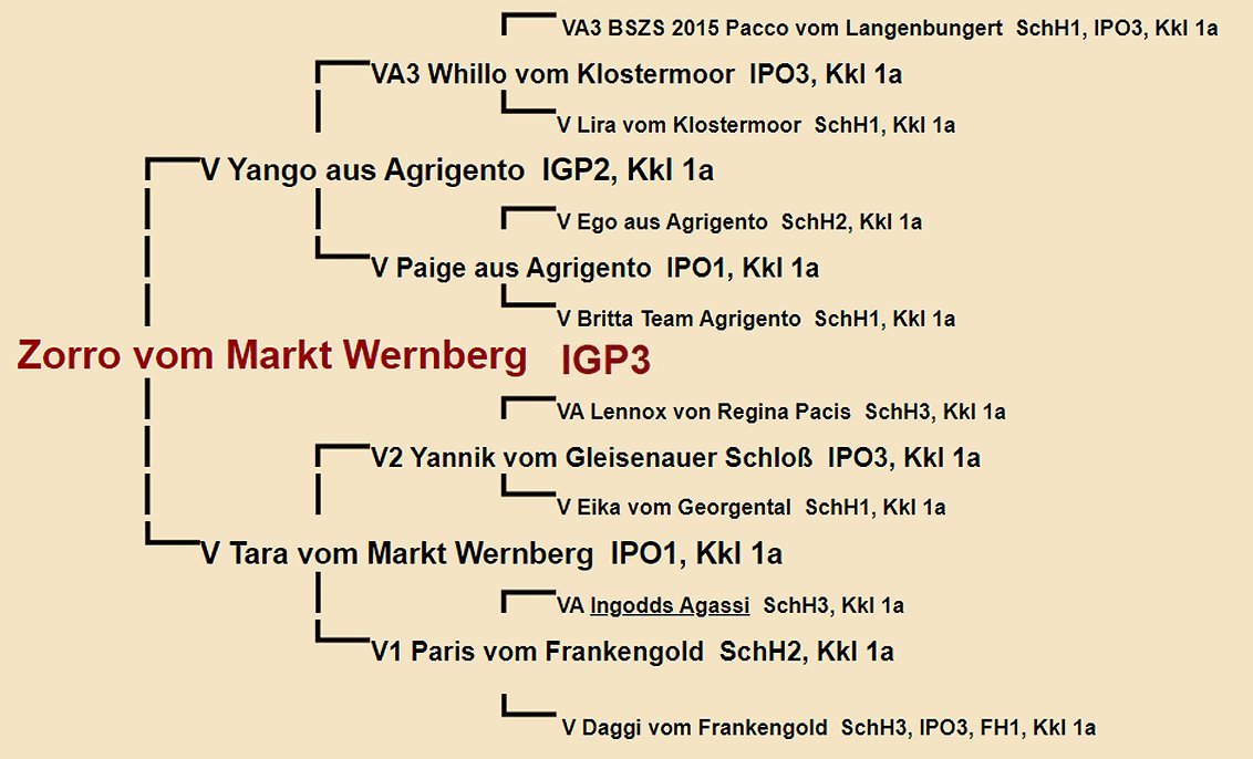 Pedigree of Zorro vom Markt Wernberg IGP3 | Fleischerheim Imported Trained Protection German Shepherd Male Guard Dogs for sale