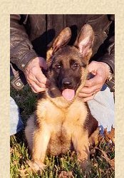 Imported male puppy of Buck vom Turkenkopf and Famos Team vom Holtkamper Hof from Germany