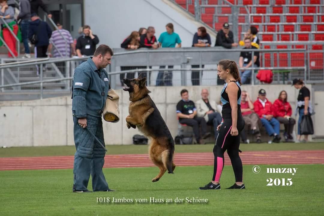Photo of Trained Protection GSD German Shepherd dog for making a selection
