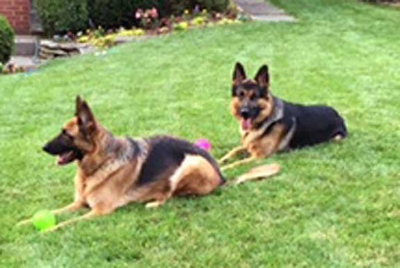 Photo of Trained Protection GSD German Shepherd dog for making a selection