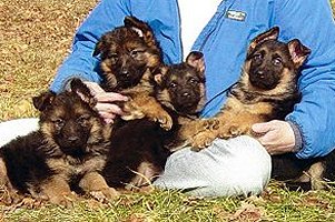 german shepherd puppies for free