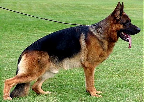 full breed german shepherd