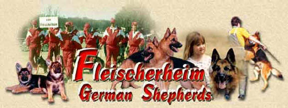 German Shepherd Breeder Associates Wanted Fleischerheim German Shepherds For Sale