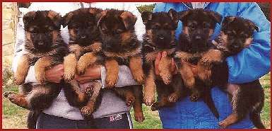 Older Male German Shepherd Puppies at Fleischerheim's GSDs
