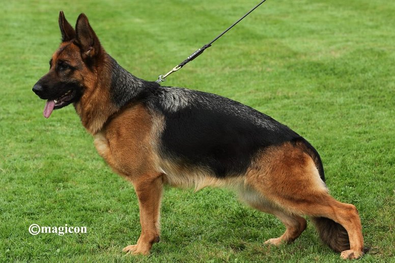Halla Team Gigelsfelsen - GSD Dam of Imported puppies German Shepherd Guard Dog GSD from Germany