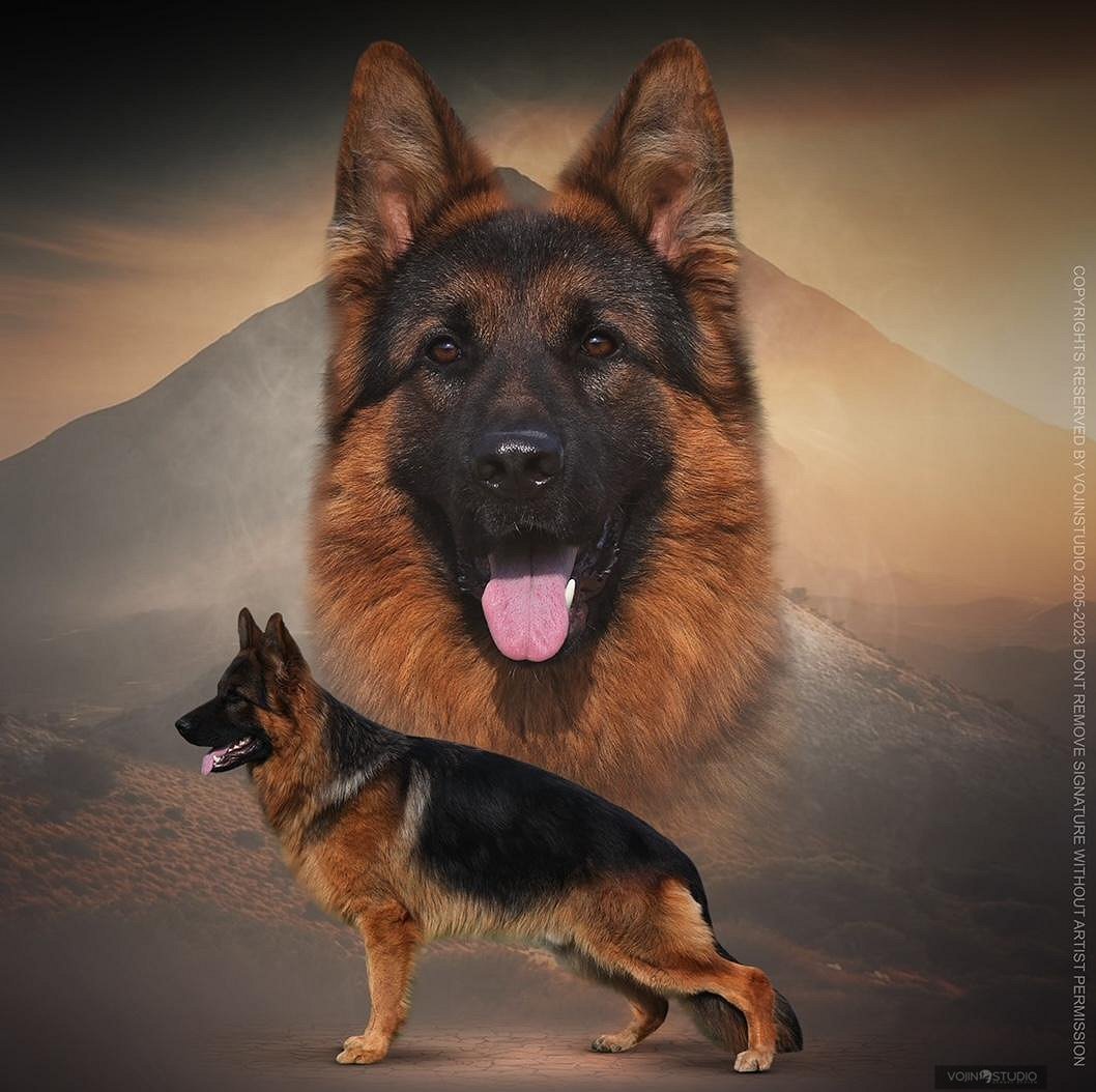 Spike vom Turkenkopf Imported Trained Protection German Shepherd from Germany at Fleischerheim GSDs