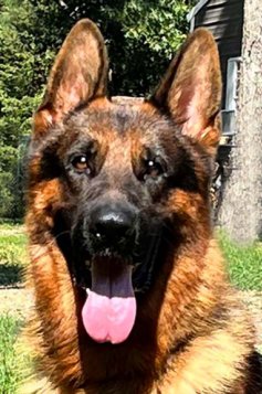 Spike vom Turkenkopf - Trained Protection female for sale at Fleischerheim German Shepherds