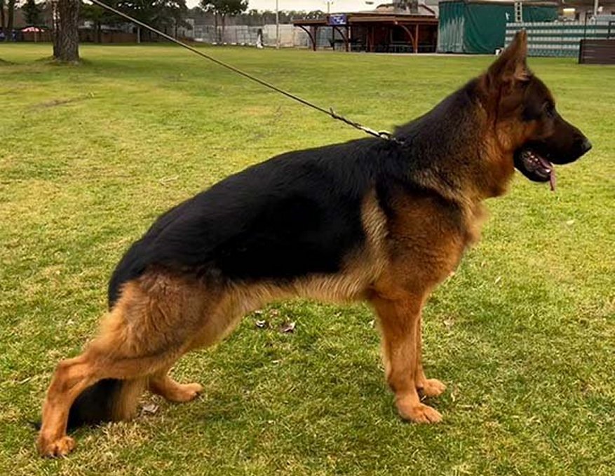 Rio von den Klosterspatzen IGP1 - Protection Trained German Shepherd Guard Dog GSD Imported from Germany