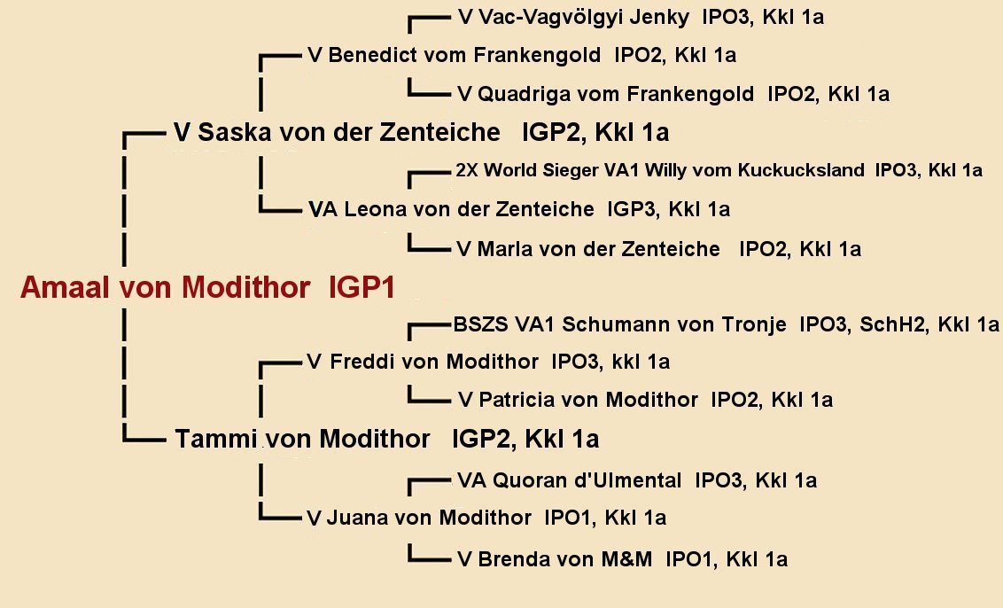 Pedigree of Amaal von Modithor IGP1 | Fleischerheim Imported Trained Protection German Shepherd Male Guard Dogs for sale