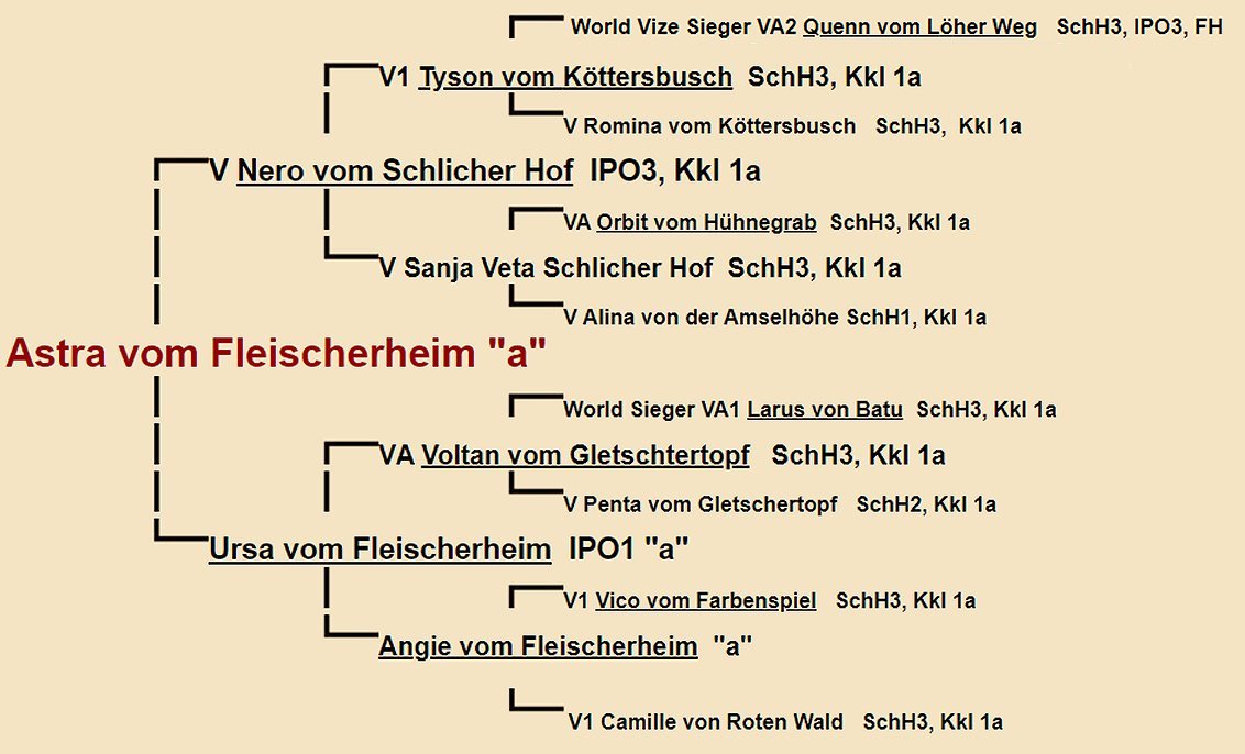 Astra vom Fleischerheim Pedigree