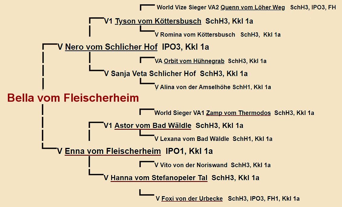 Bella vom Fleischerheim Pedigree