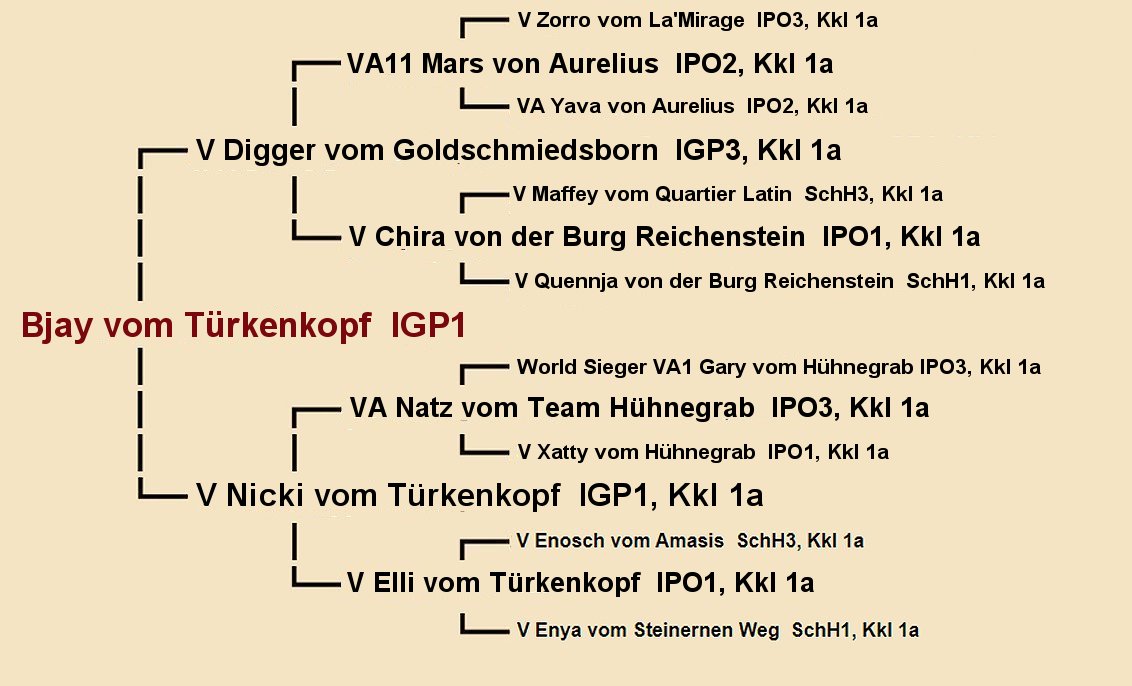 Pedigree of Bjay vom Turkenkopf IGP1 | Fleischerheim Imported Trained Protection German Shepherd Male Guard Dogs for sale