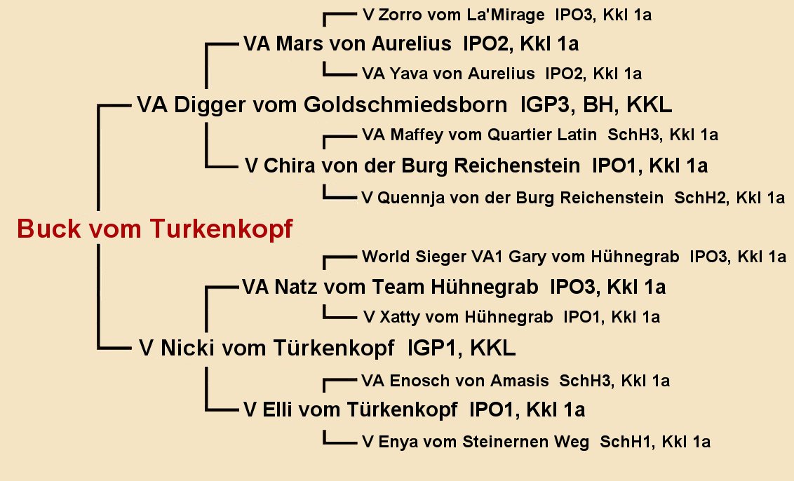 Buck vom Turkenkopf Pedigree Page