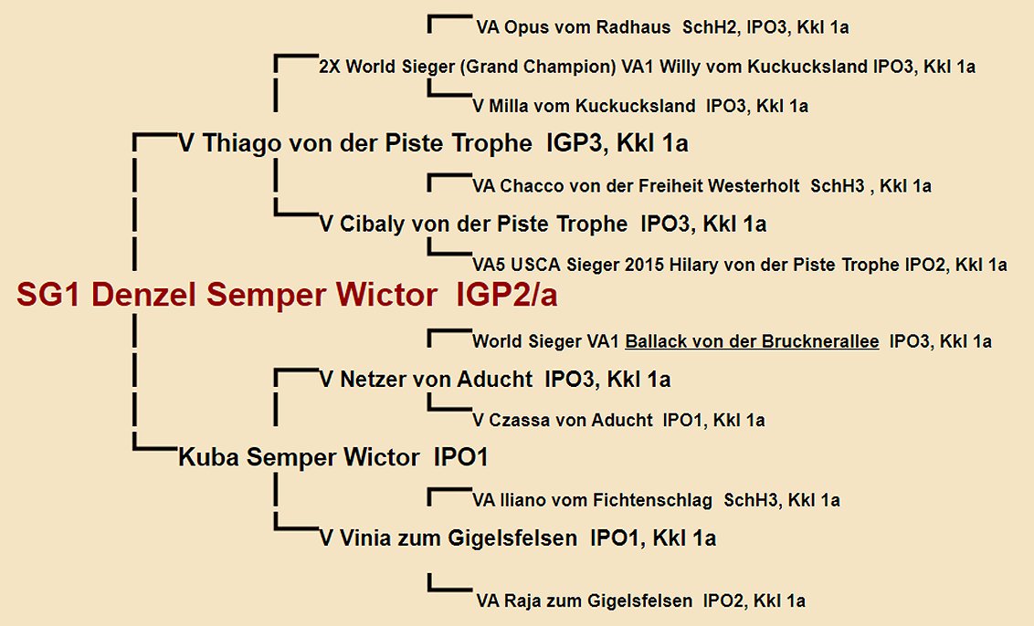 Pedigree of Denzel Semper Wictor IPO2 | Fleischerheim Imported Trained Protection German Shepherd Male Guard Dogs for sale