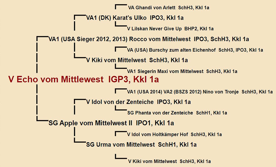 Pedigree of V Echo vom Mittlewest IGP3 | Fleischerheim Imported Trained Protection German Shepherd Male Guard Dogs for sale