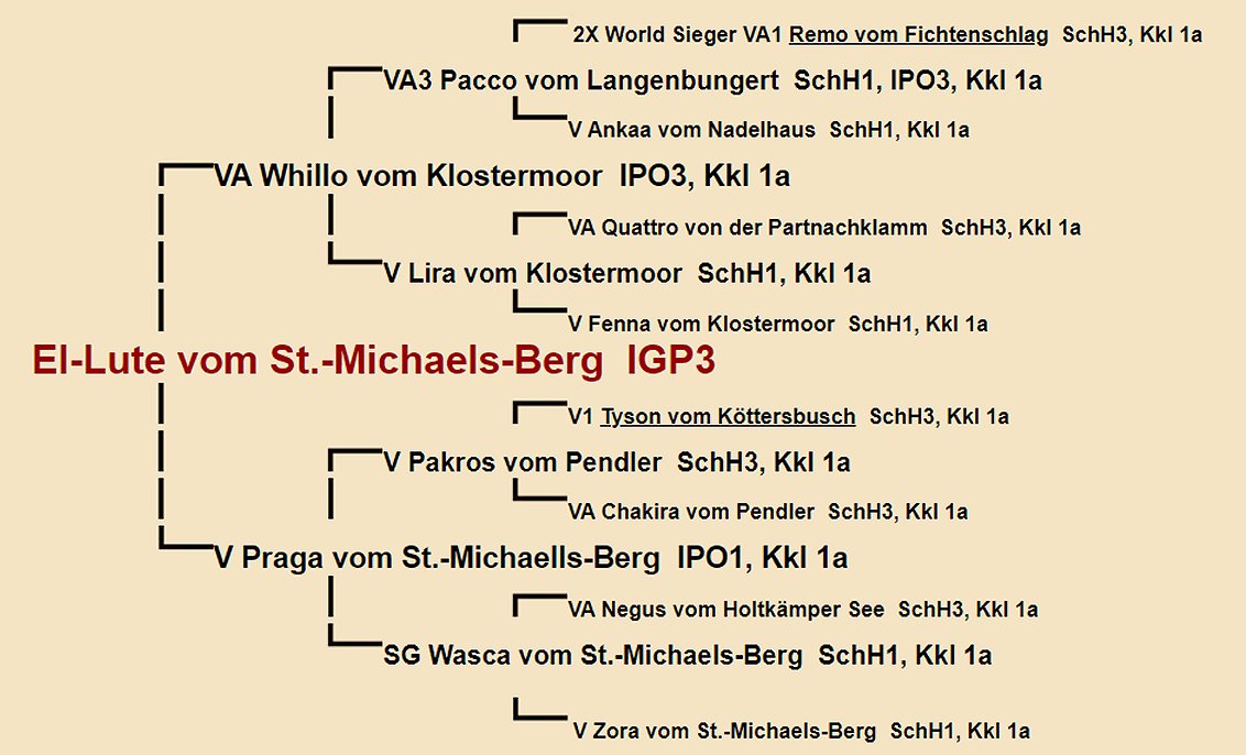 Pedigree of El-Lute vom St.-Michaels-Berg IGP3 | Fleischerheim Imported Trained Protection German Shepherd Male Guard Dogs for sale