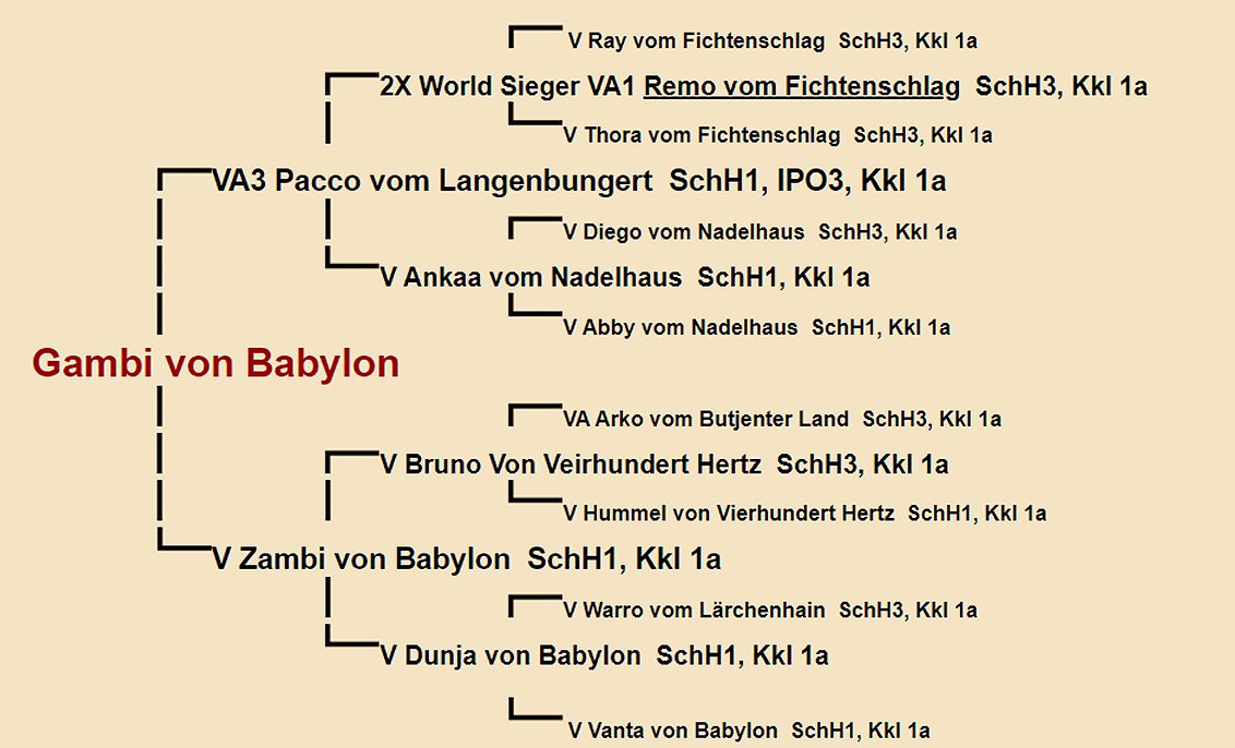 Gambi von Babylon Pedigree