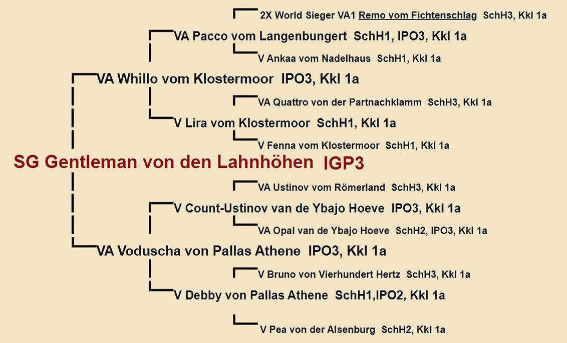 Pedigree of Gentleman von den Lahnhohen IGP3 | Fleischerheim Imported Trained Protection German Shepherd Male Guard Dogs for sale
