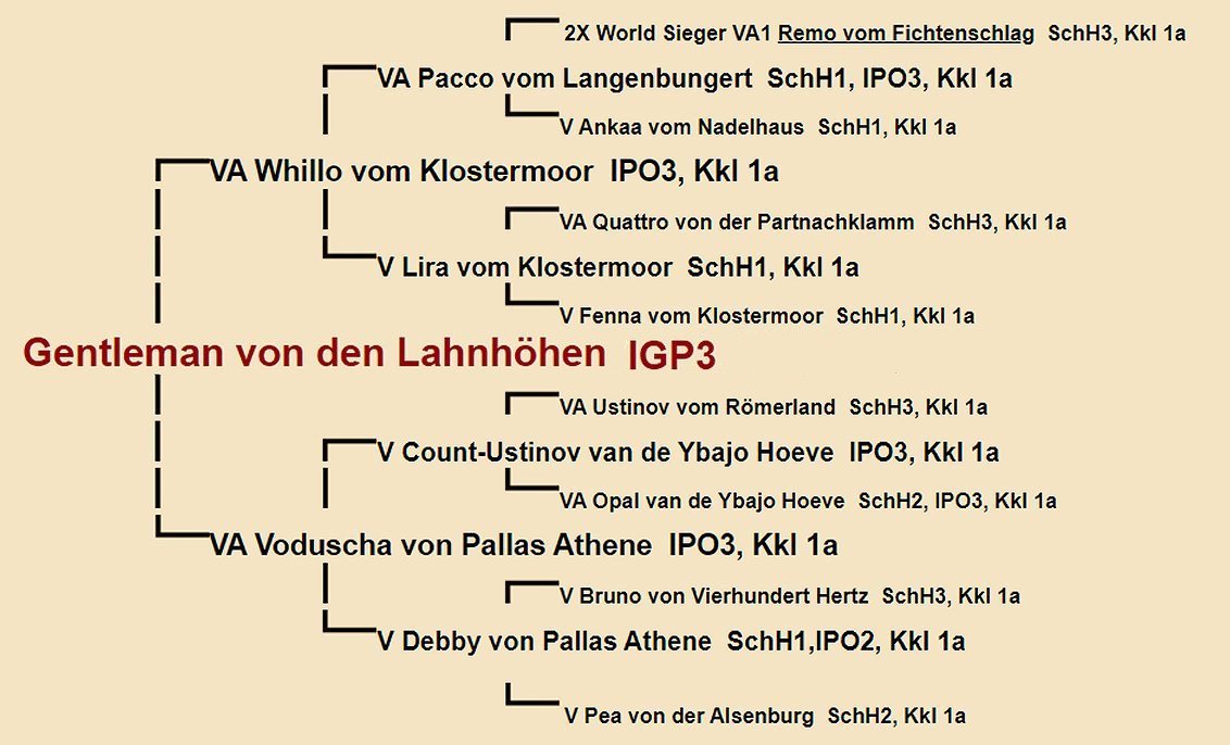 Pedigree of Gentleman von den Lahnhohen IGP3 | Fleischerheim Imported Trained Protection German Shepherd Male Guard Dogs for sale