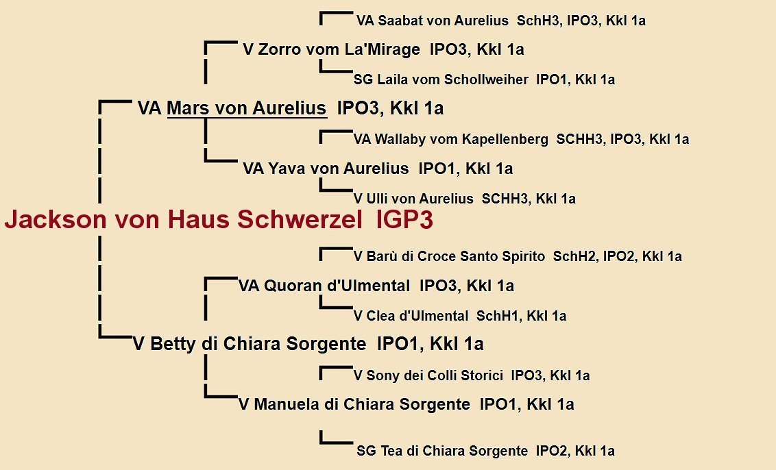 Pedigree of Jackson von Haus Schwerzel IGP2 | Fleischerheim Imported Trained Protection German Shepherd Male Guard Dogs for sale