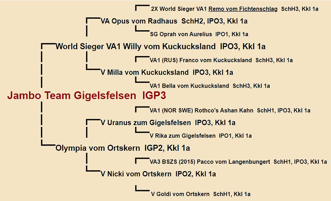 Pedigree of Jambo Team Gigelsfelsen IGP3 | Fleischerheim Imported Trained Protection German Shepherd Male Guard Dogs for sale