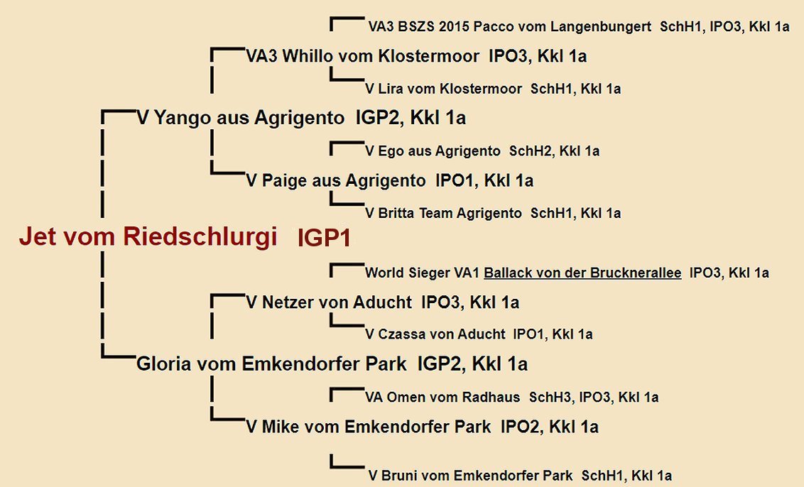 Pedigree of Jet vom Riedschlurgi IGP1 | Fleischerheim Imported Trained Protection German Shepherd Male Guard Dogs for sale