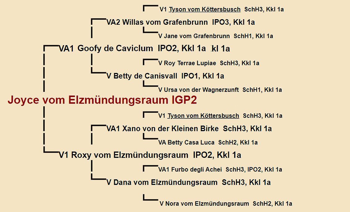 Pedigree of Joyce vom Elzmundungsraum IGP2 | Fleischerheim Imported Trained Protection German Shepherd Female Guard Dogs