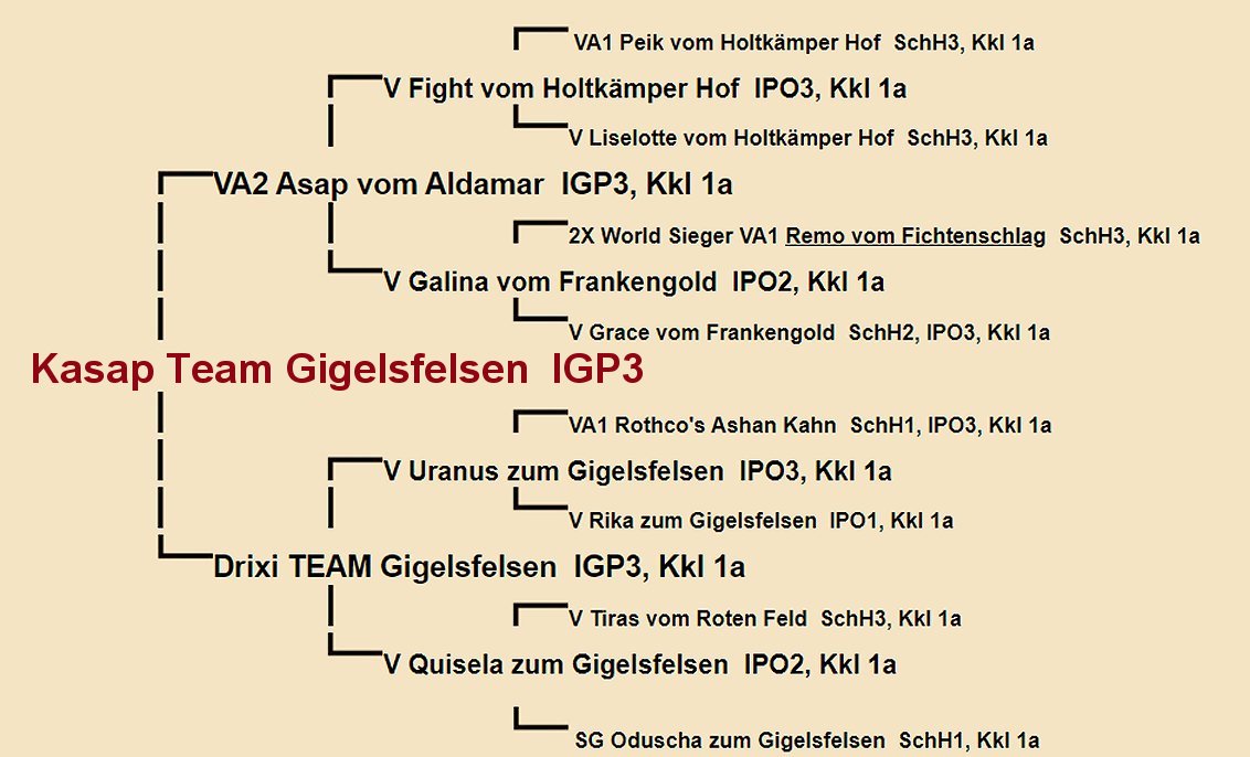 Kasap Team Gigelsfelsen Pedigree