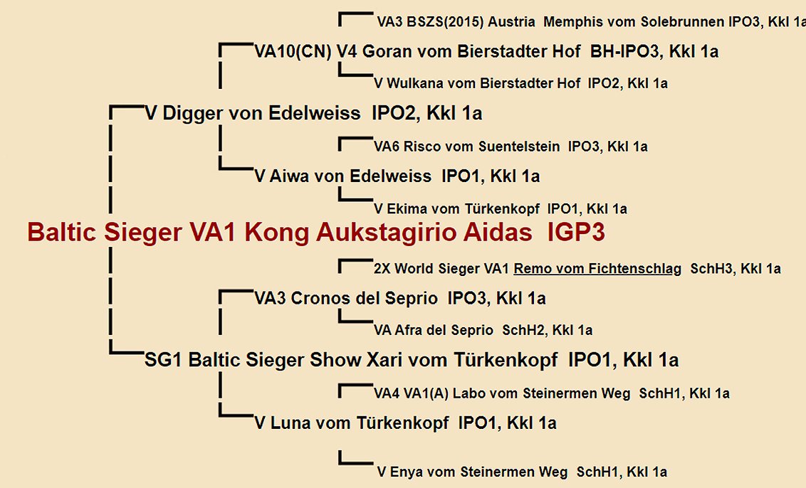 Baltic Sieger VA1 Kong Aukstagirio Aidas IGP3 Pedigree