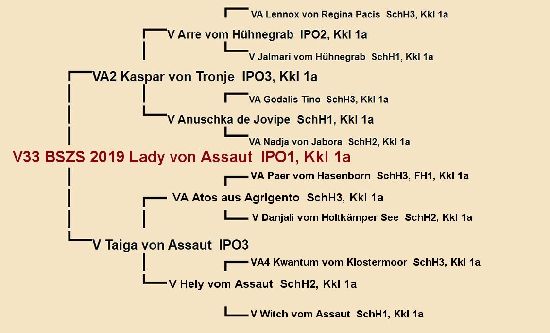 Pedigree of Lady von Assaut IPO1 | Fleischerheim Imported Trained Protection German Shepherd Female Guard Dogs