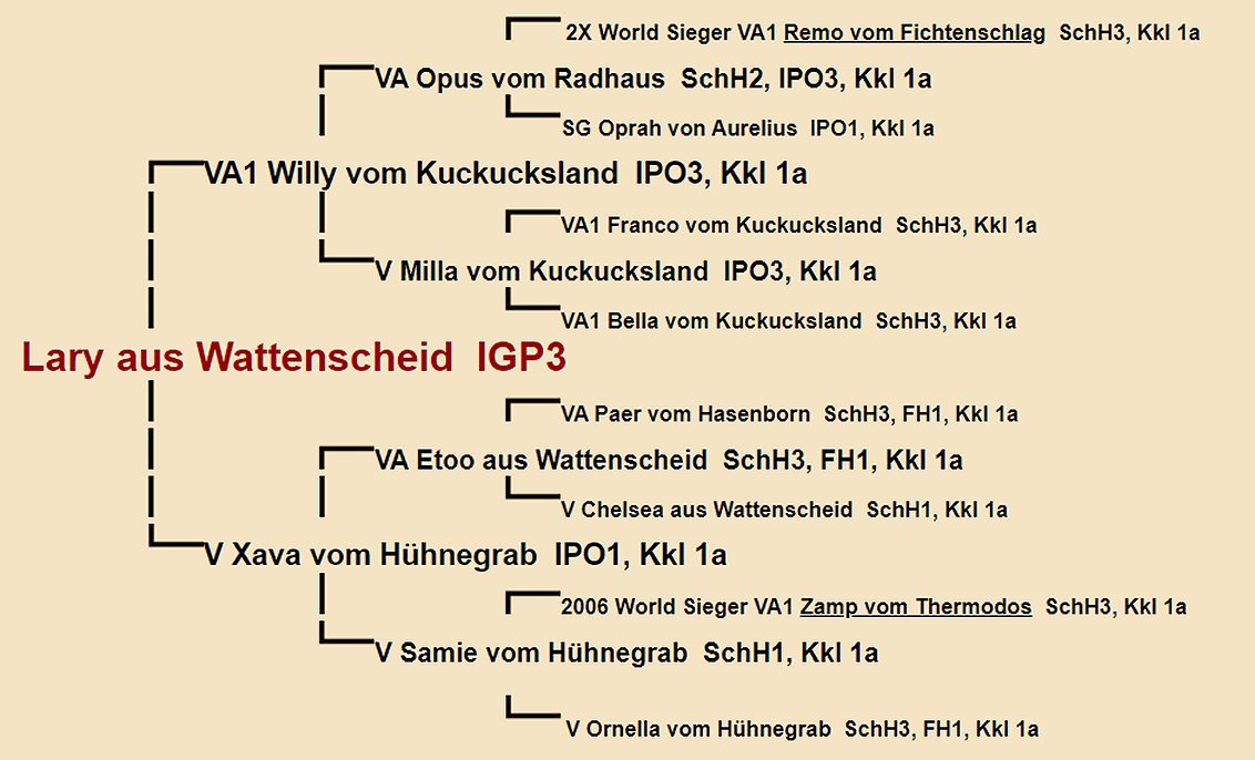 Pedigree of Lary aus Wattenscheid IGP3 | Fleischerheim Imported Trained Protection German Shepherd Male Guard Dogs for sale