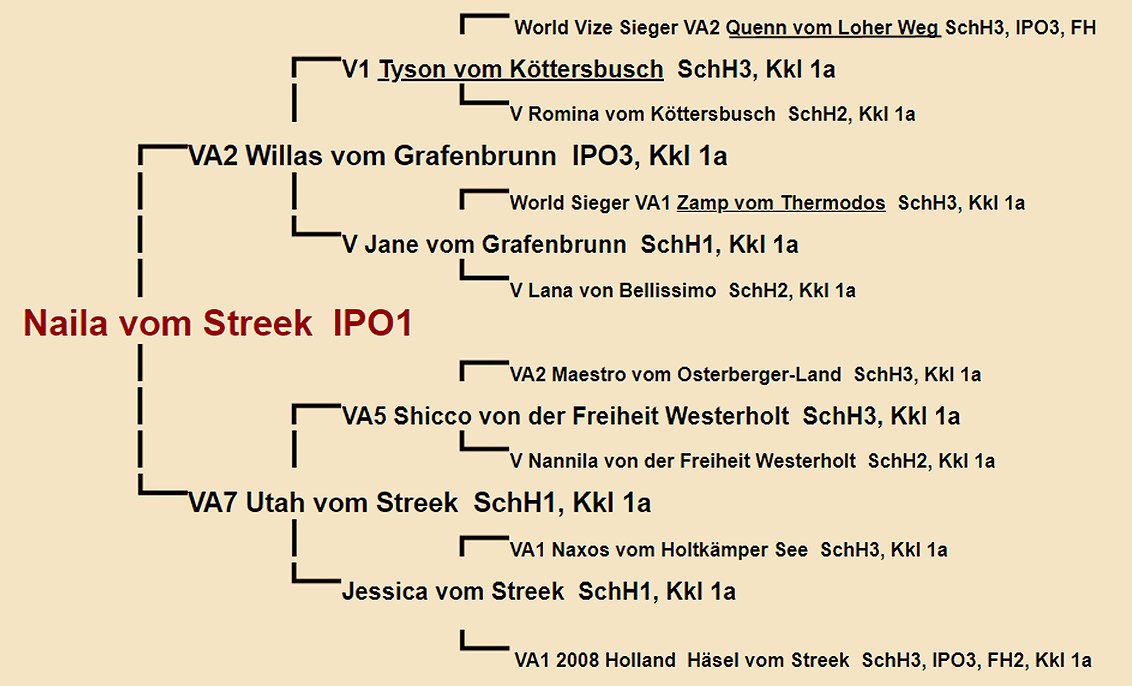 Naila vom Streek IPO1 Pedigree