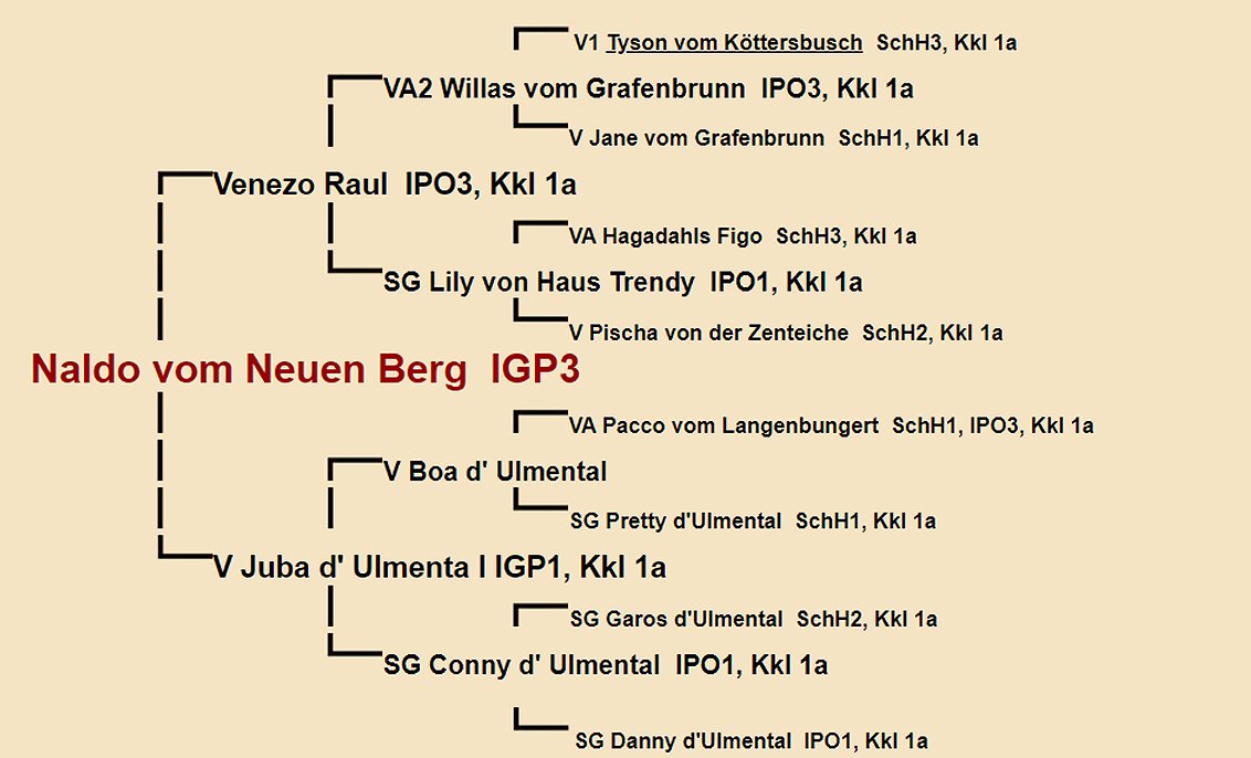 Pedigree of Naldo vom Neuen Berg IGP3 | Fleischerheim Imported Trained Protection German Shepherd Male Guard Dogs for sale