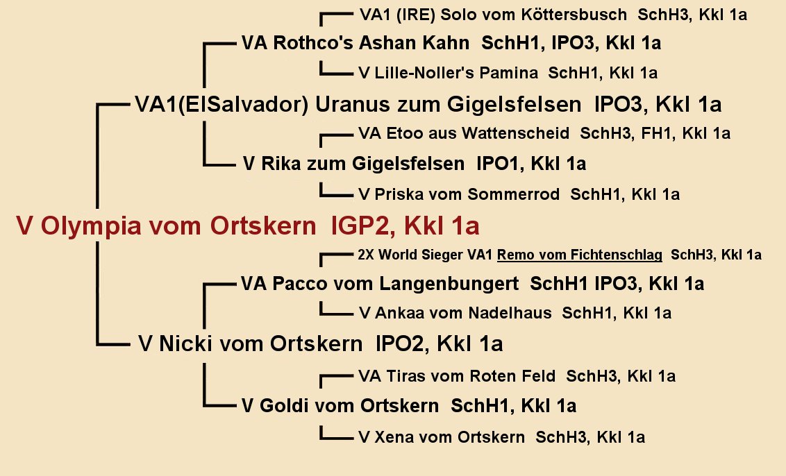 Olympia vom Ortskern IGP2 Pedigree