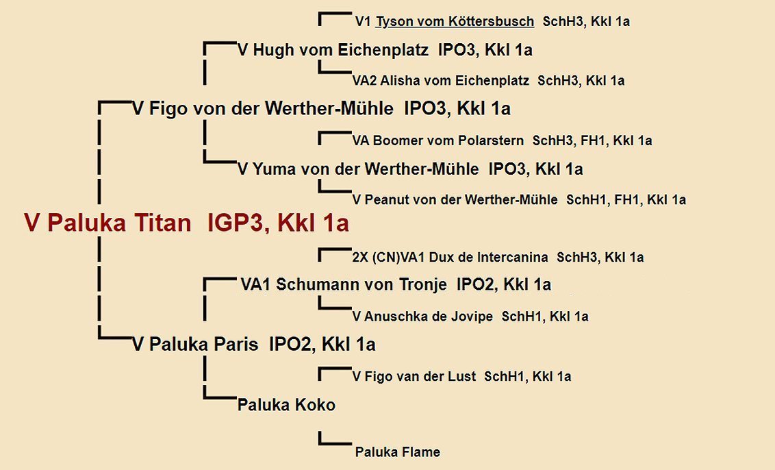 Pedigree of Paluka Titan IGP3 | Fleischerheim Imported Trained Protection German Shepherd Male Guard Dogs for sale