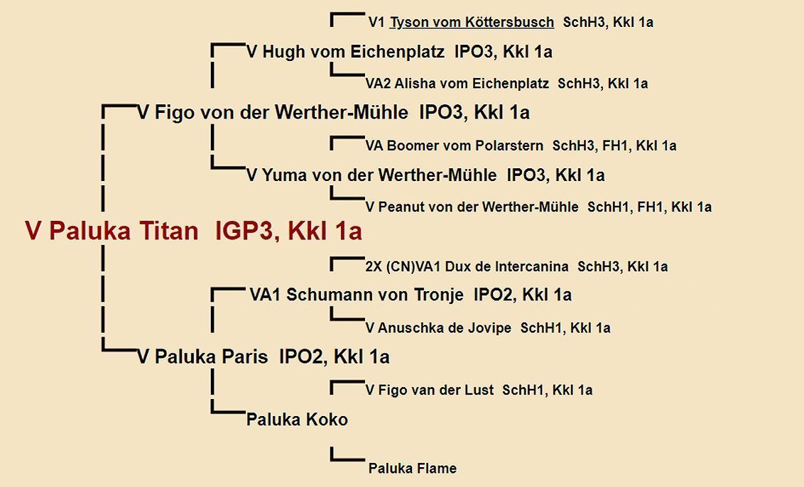 Paluka Titan Pedigree