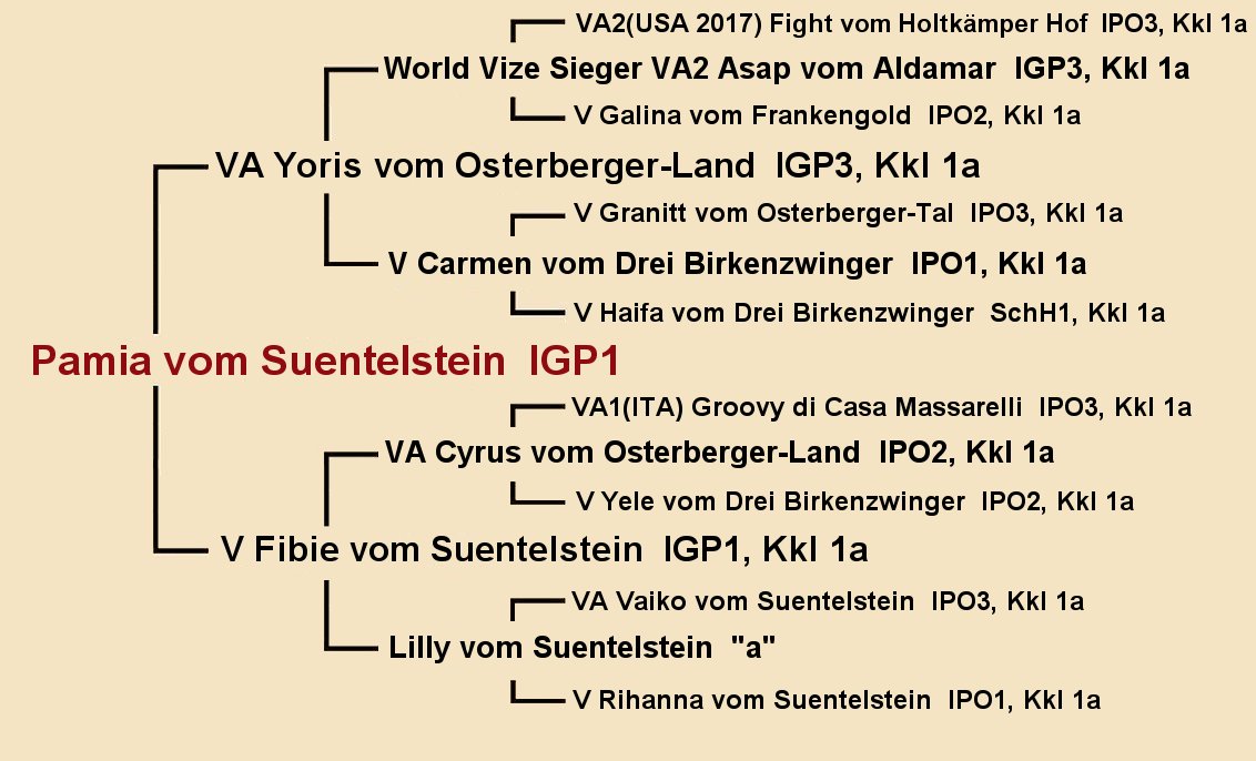 Pamia vom Suentelstein IGP1 Pedigree