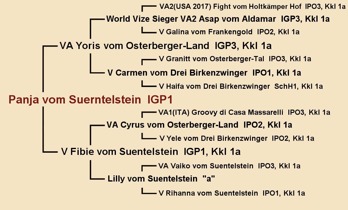 Panja vom Suentelstein IGP1 Pedigree