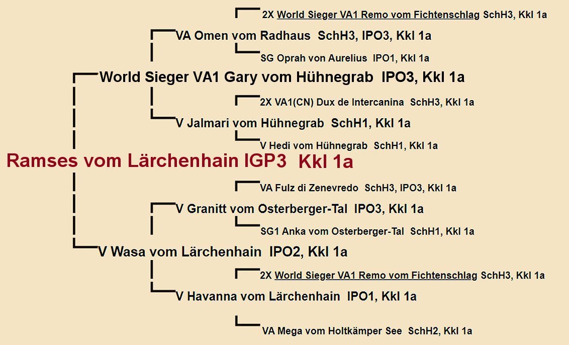 Pedigree of Ramses vom Larchenhain IGP3 | Fleischerheim Imported Trained Protection German Shepherd Male Guard Dogs for sale