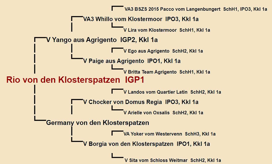 Pedigree of Rio von den Klosterspatzen IGP1 | Fleischerheim Imported Trained Protection German Shepherd Male Guard Dogs for sale