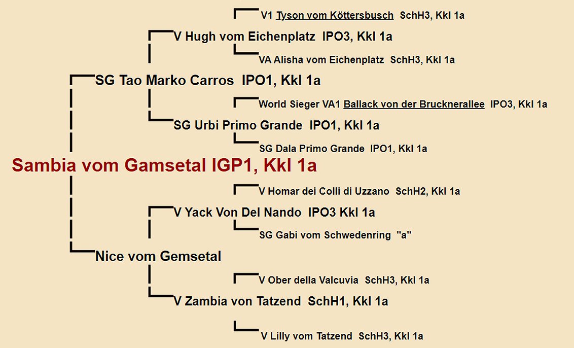 Sambia vom Gamsetal Pedigree