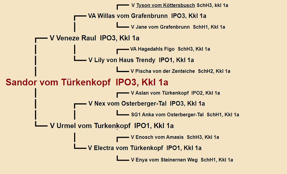 Pedigree of Sandor vom Turkenkopf IPO3 | Fleischerheim Imported Trained Protection German Shepherd Male Guard Dogs for sale