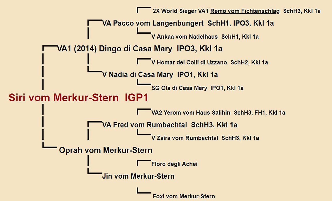 Siri vom Merkur-Stern Pedigree