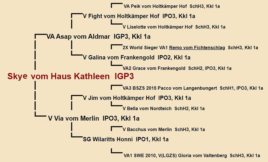 Pedigree of Skye vom Haus Kathleen IGP3 | Fleischerheim Imported Trained Protection German Shepherd Male Guard Dogs for sale