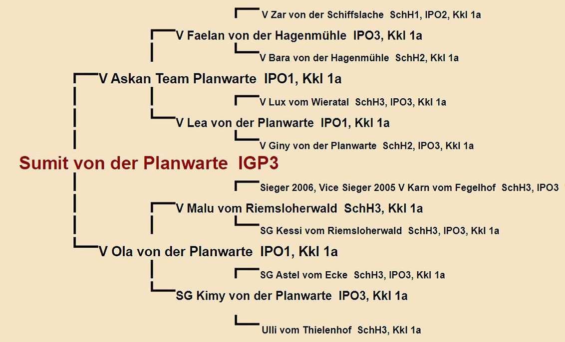 Pedigree of Sumit von der Planwarte IGP3 | Fleischerheim Imported Trained Protection German Shepherd Male Guard Dogs for sale