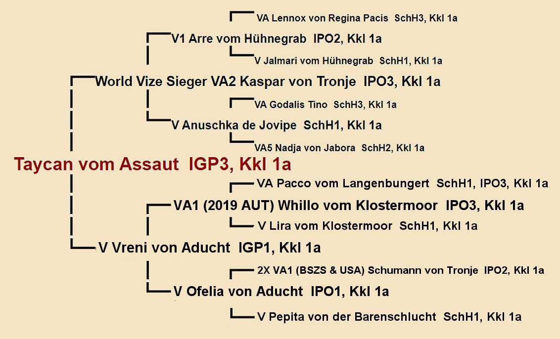 Pedigree of Anni vom Turkenkopf - Imported Pregnant Female German Shepherd